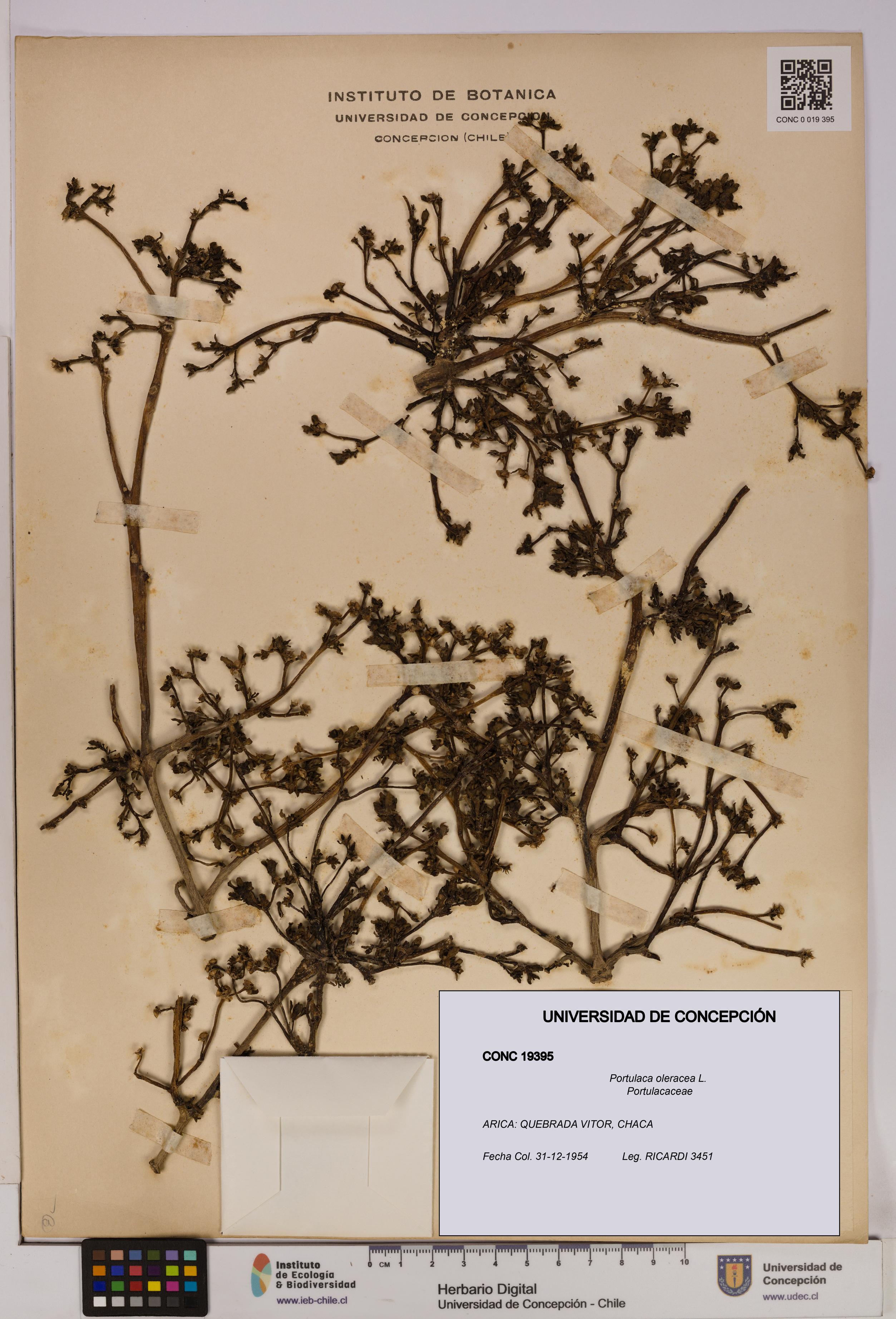 Portulaca oleracea [Espécimen: UDEC:CONC:0019395]