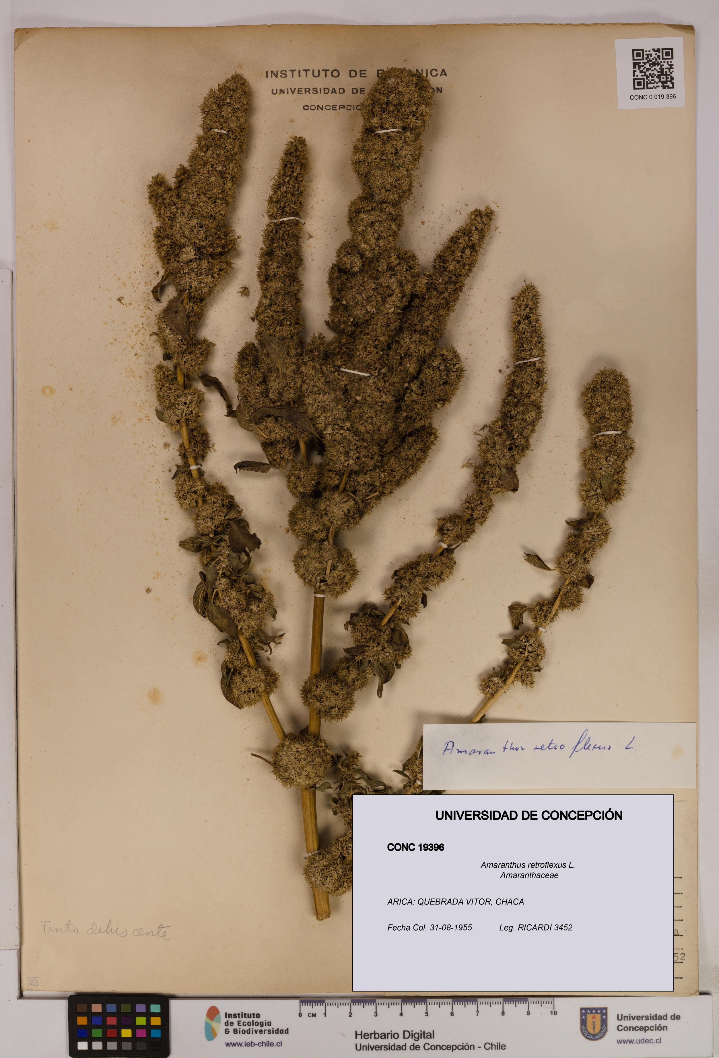 Amaranthus retroflexus [Espécimen: UDEC:CONC:0019396]