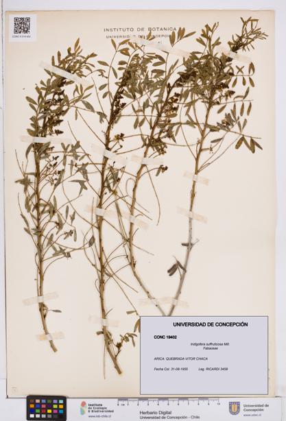 Indigofera suffruticosa [Espécimen: ]