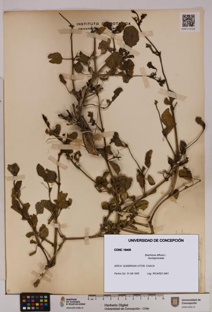 Boerhavia diffusa [Espécimen: UDEC:CONC:0019405]