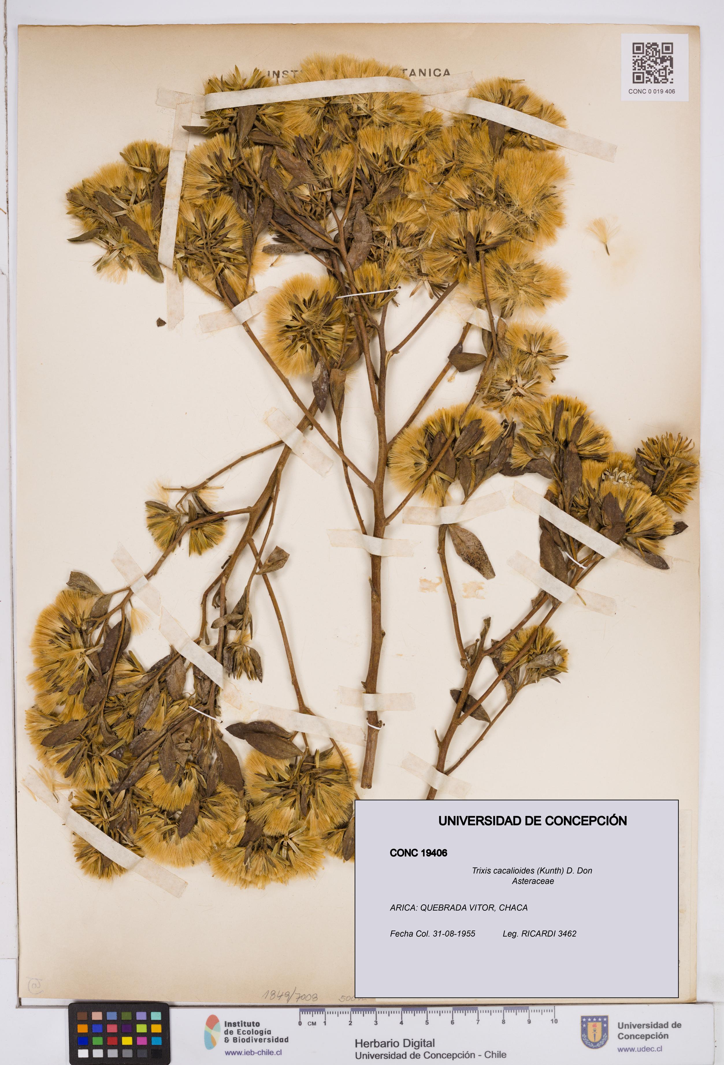 Trixis cacalioides [Espécimen: ]