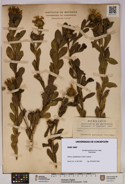 Grindelia glutinosa [Espécimen: UDEC:CONC:0019407]