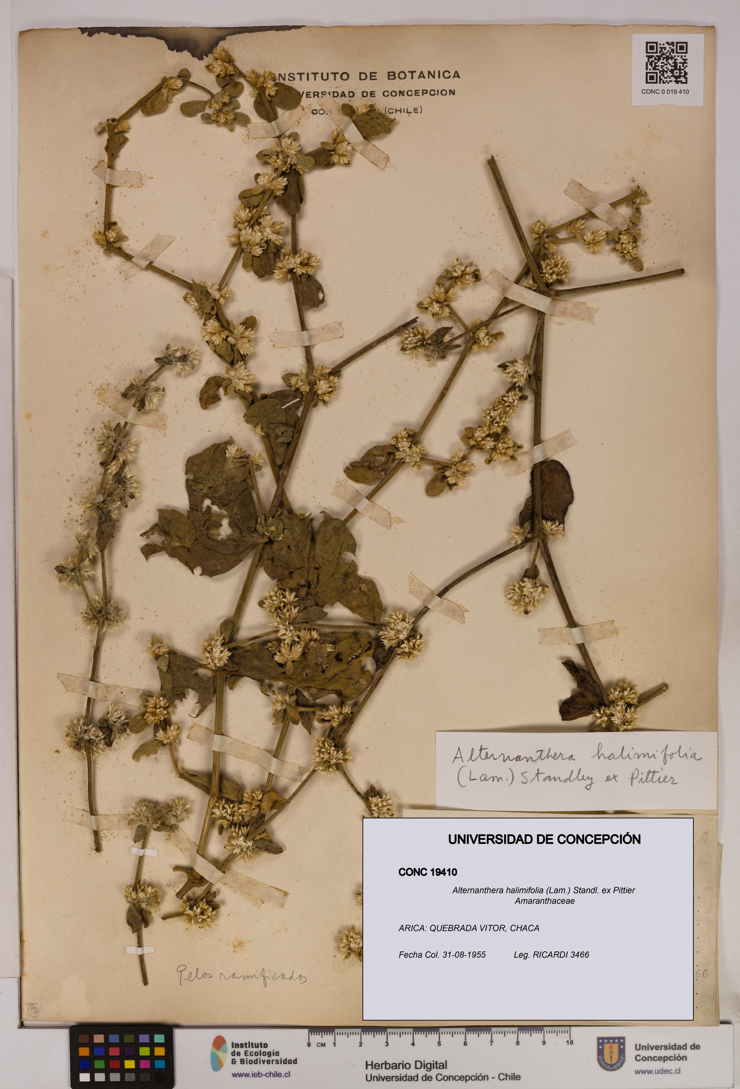 Alternanthera halimifolia [Espécimen: UDEC:CONC:0019410]