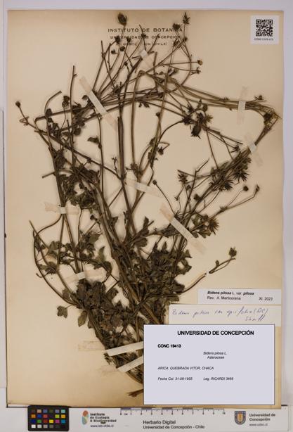 Bidens pilosa [Espécimen: UDEC:CONC:0019413]