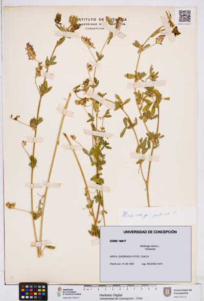 Medicago sativa [Espécimen: ]