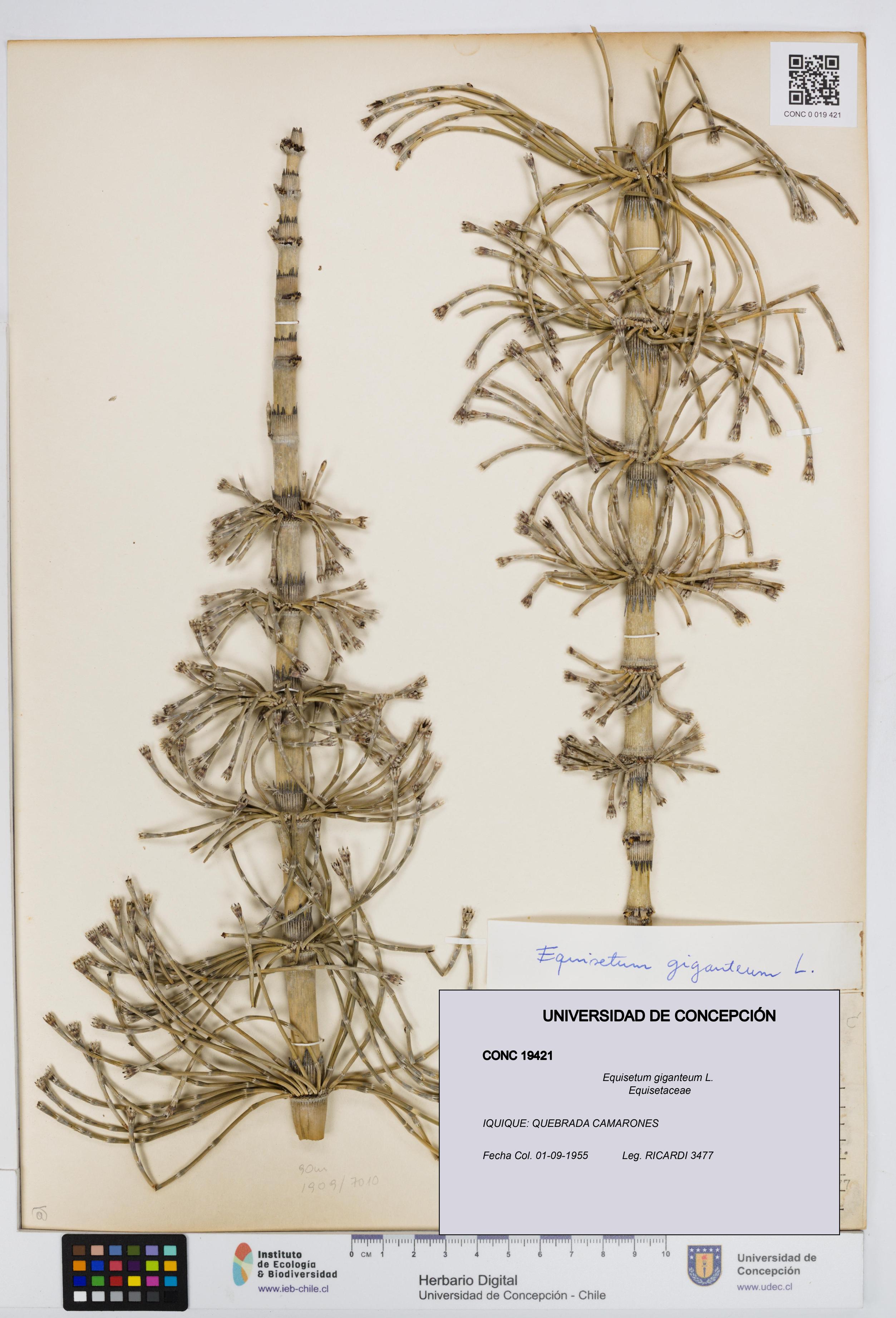 Equisetum xylochaetum [Espécimen: UDEC:CONC:0019421]