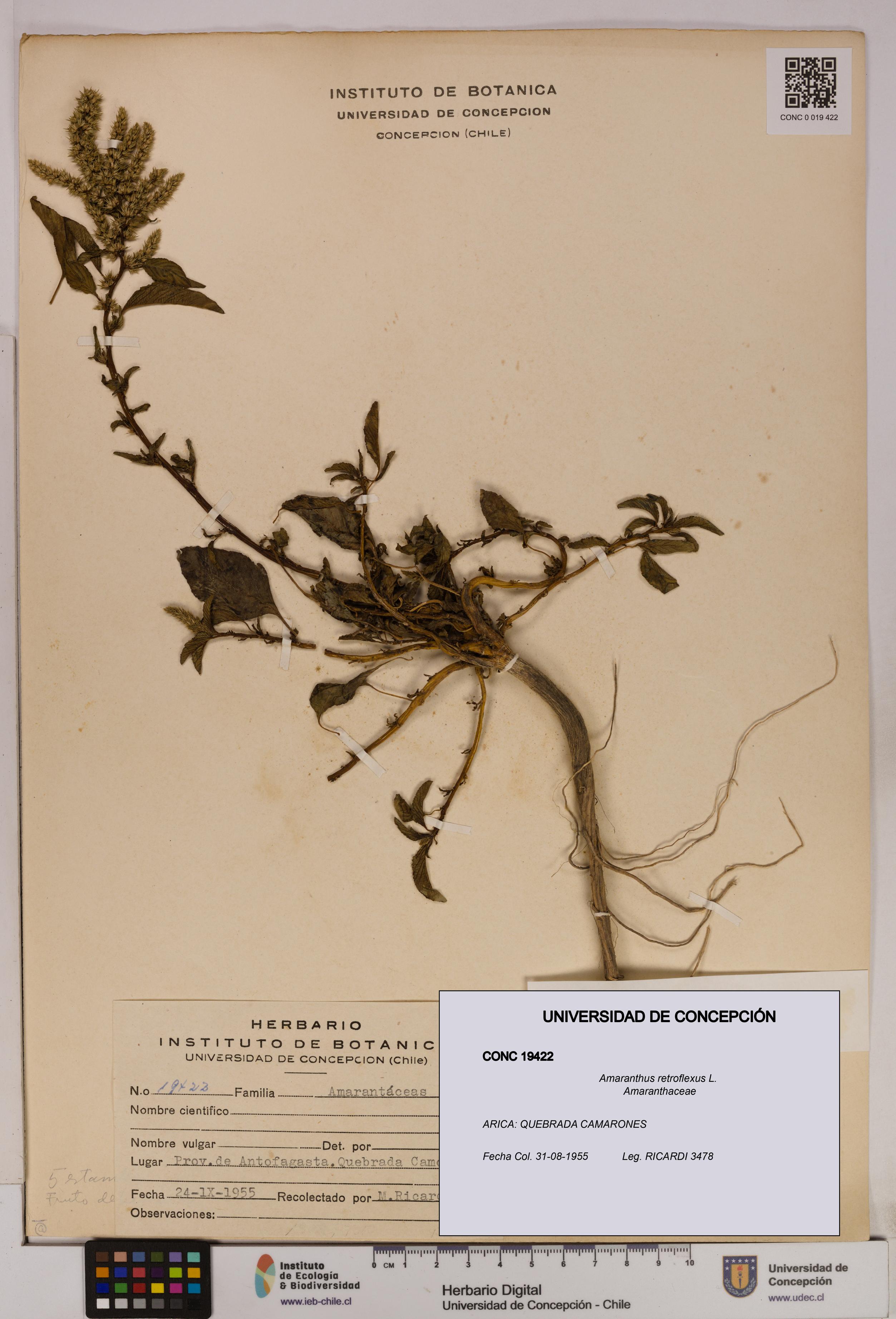 Amaranthus retroflexus [Espécimen: UDEC:CONC:0019422]