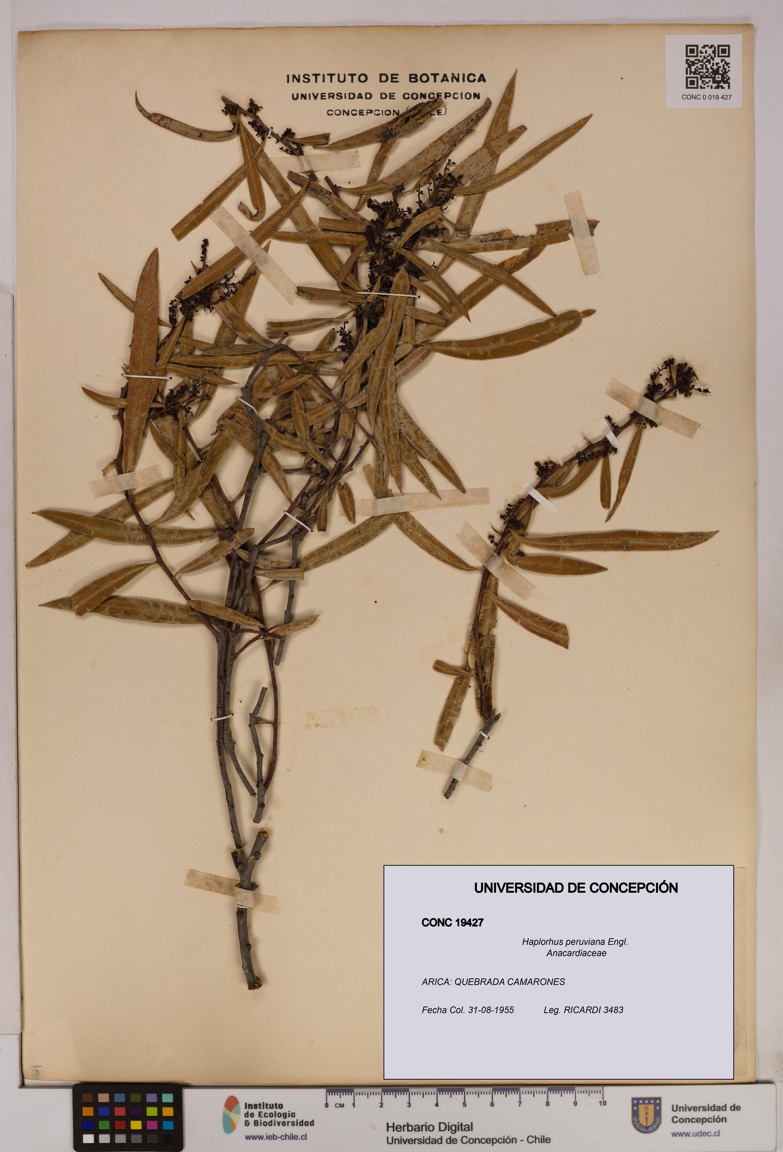 Haplorhus peruviana [Espécimen: UDEC:CONC:0019427]