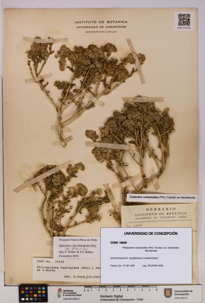 Philippiamra celosioides var. celosioides [Espécimen: ]