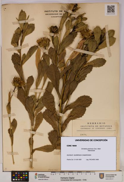 Grindelia glutinosa [Espécimen: UDEC:CONC:0019434]