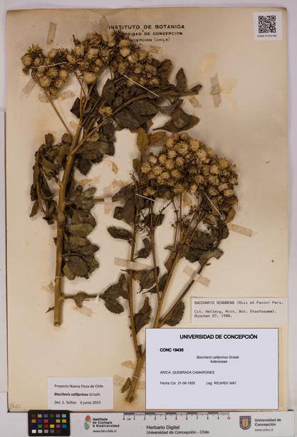 Baccharis calliprinos [Espécimen: UDEC:CONC:0019435]