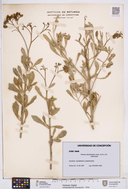 Tessaria absinthioides [Espécimen: ]