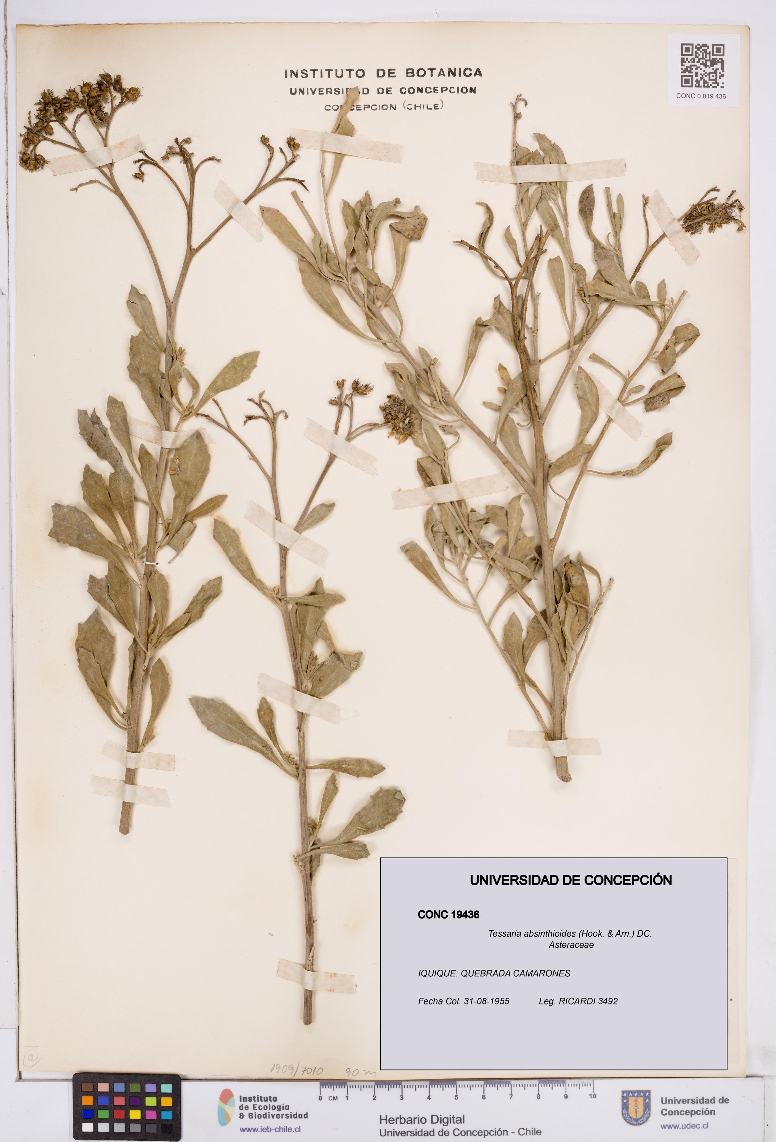 Tessaria absinthioides [Espécimen: ]