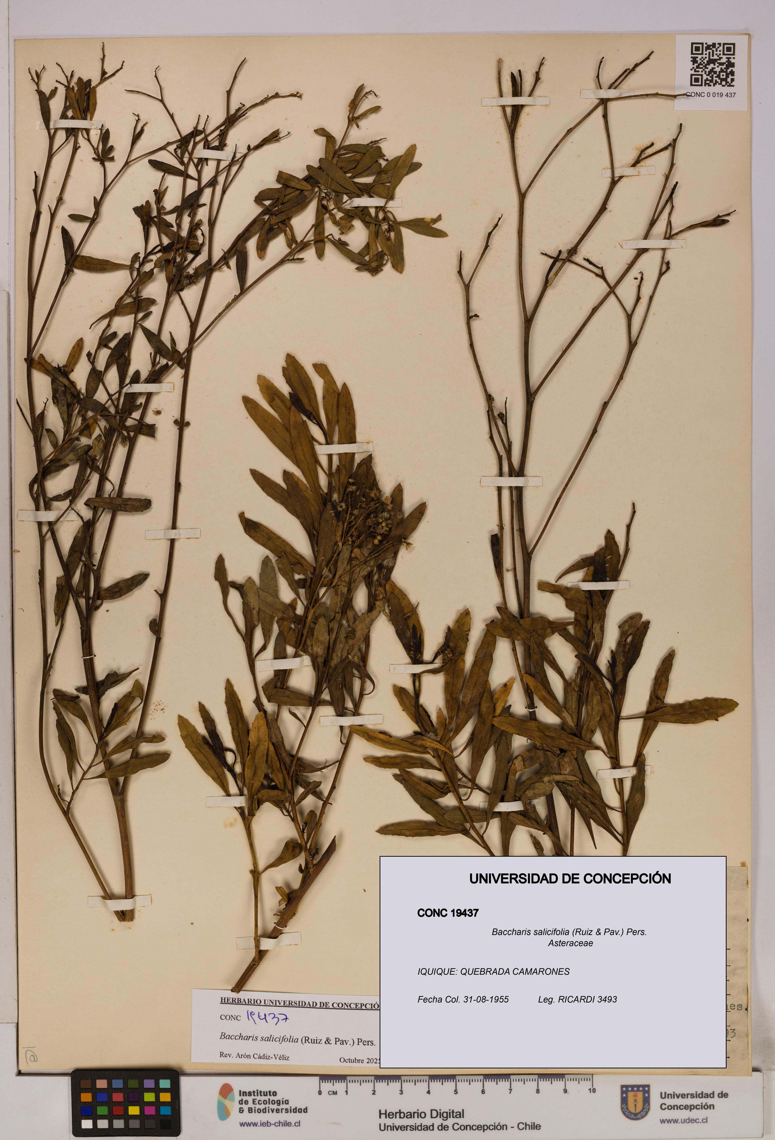 Baccharis salicifolia [Espécimen: UDEC:CONC:0019437]