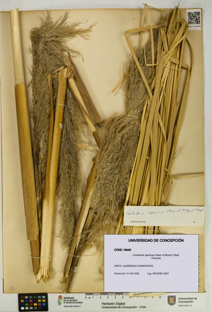 Cortaderia speciosa [Espécimen: UDEC:CONC:0019440]