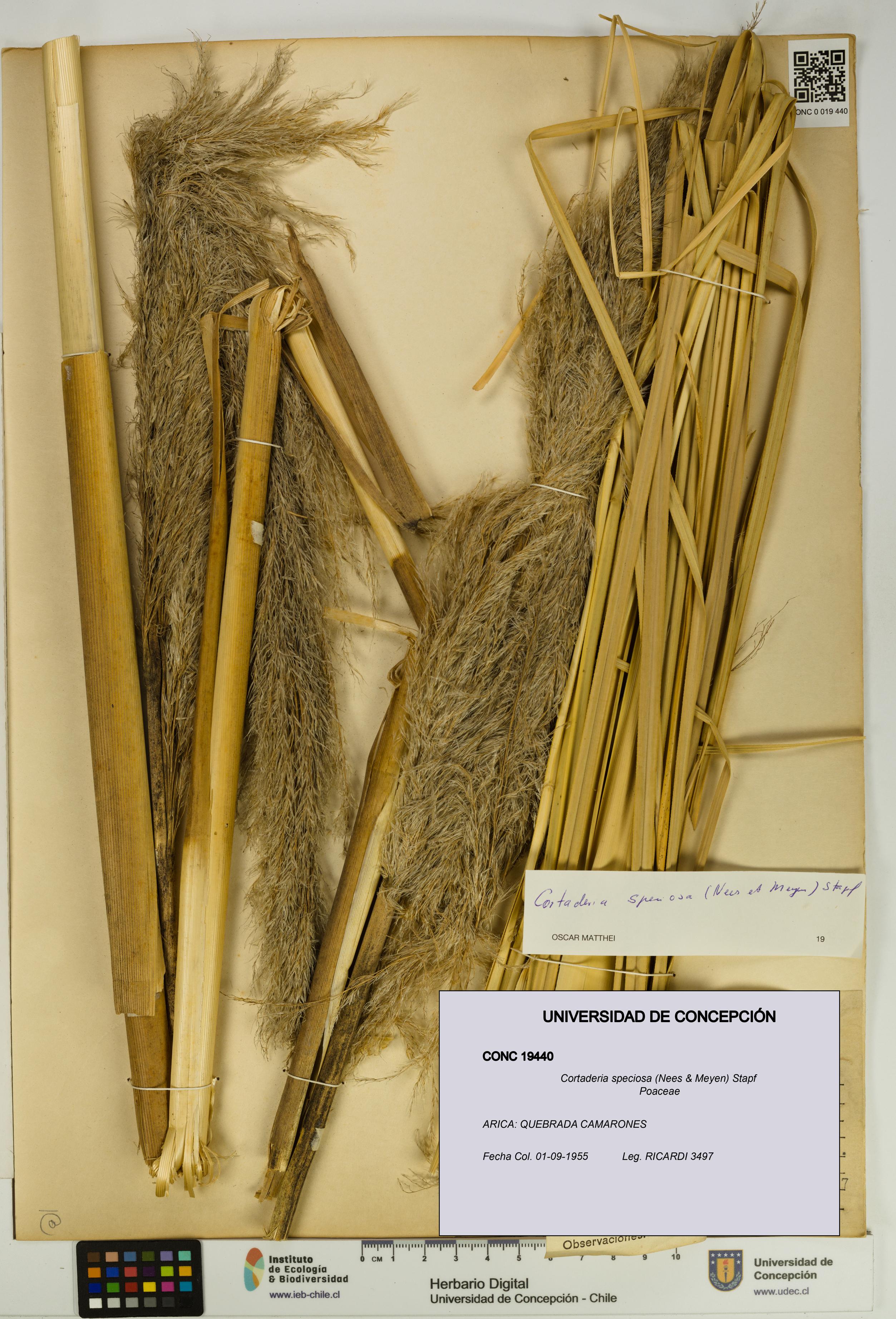 Cortaderia speciosa [Espécimen: UDEC:CONC:0019440]