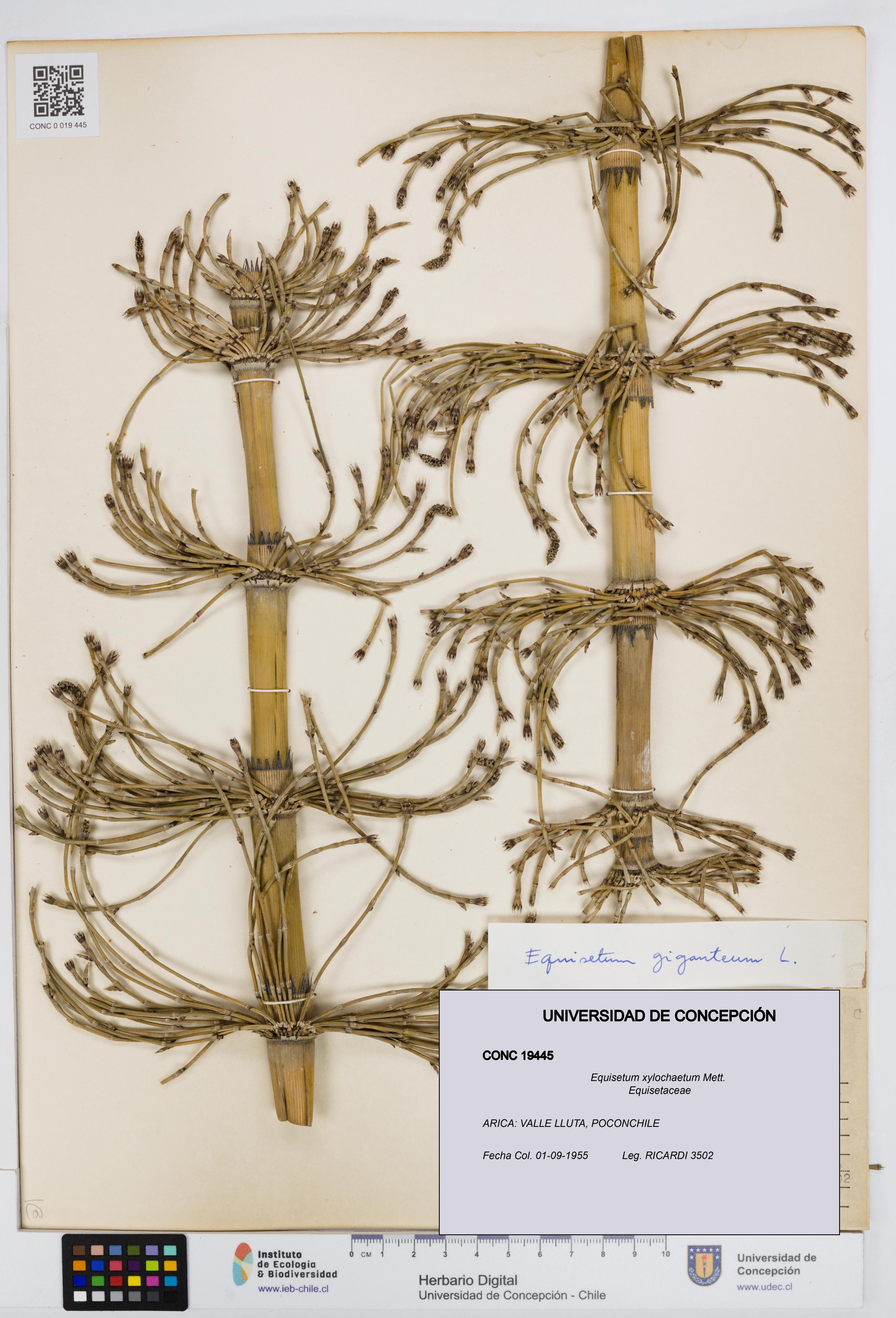 Equisetum xylochaetum [Espécimen: UDEC:CONC:0019445]