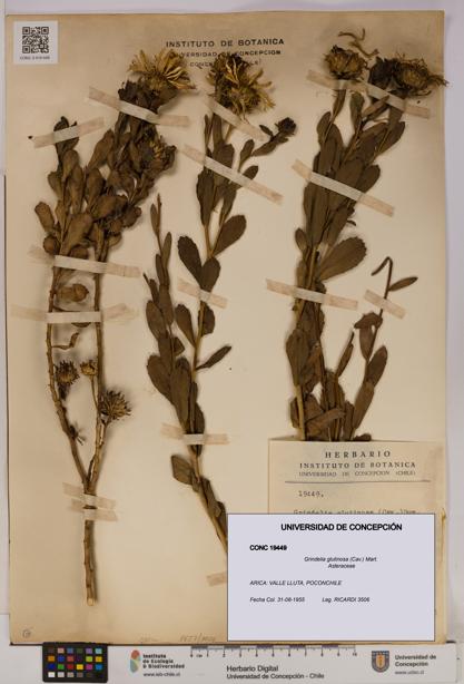 Grindelia glutinosa [Espécimen: UDEC:CONC:0019449]