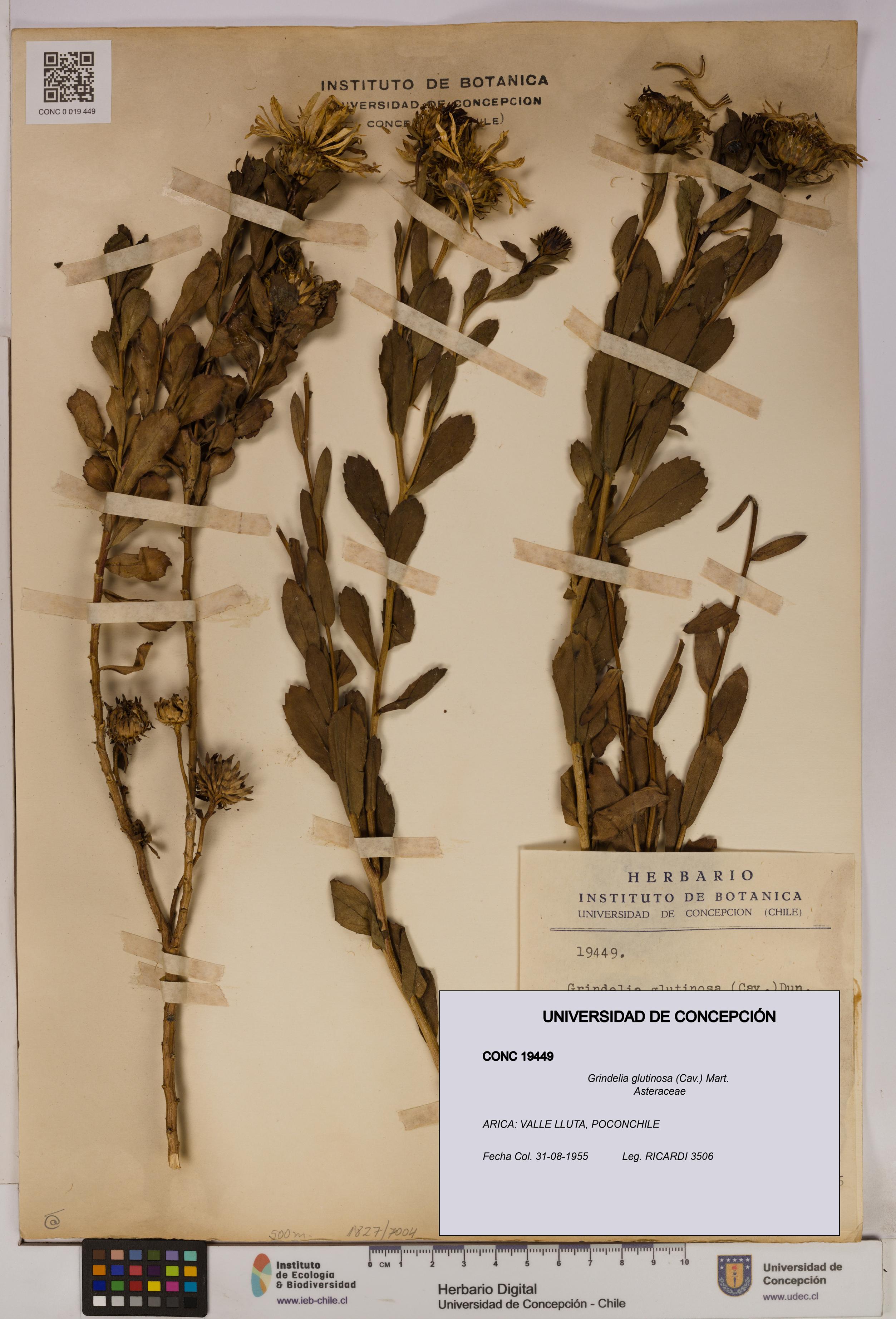 Grindelia glutinosa [Espécimen: UDEC:CONC:0019449]