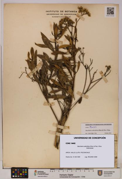Baccharis salicifolia [Espécimen: UDEC:CONC:0019452]