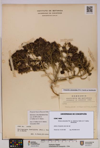 Silvaea celosioides var. altiplanica [Espécimen: UDEC:CONC:0019458]