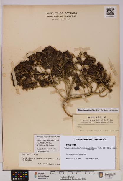 Philippiamra celosioides [Espécimen: ]