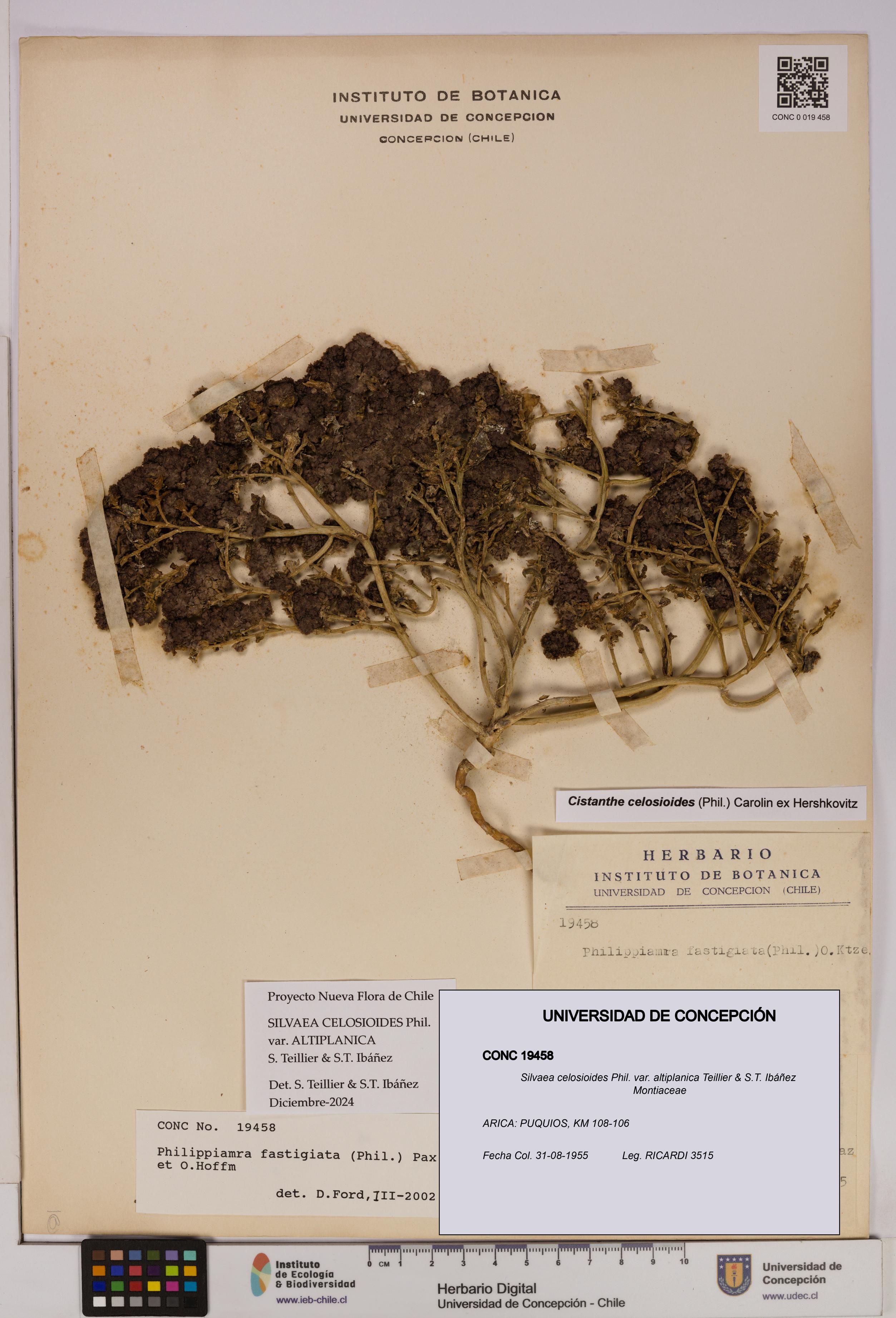 Silvaea celosioides var. altiplanica [Espécimen: UDEC:CONC:0019458]