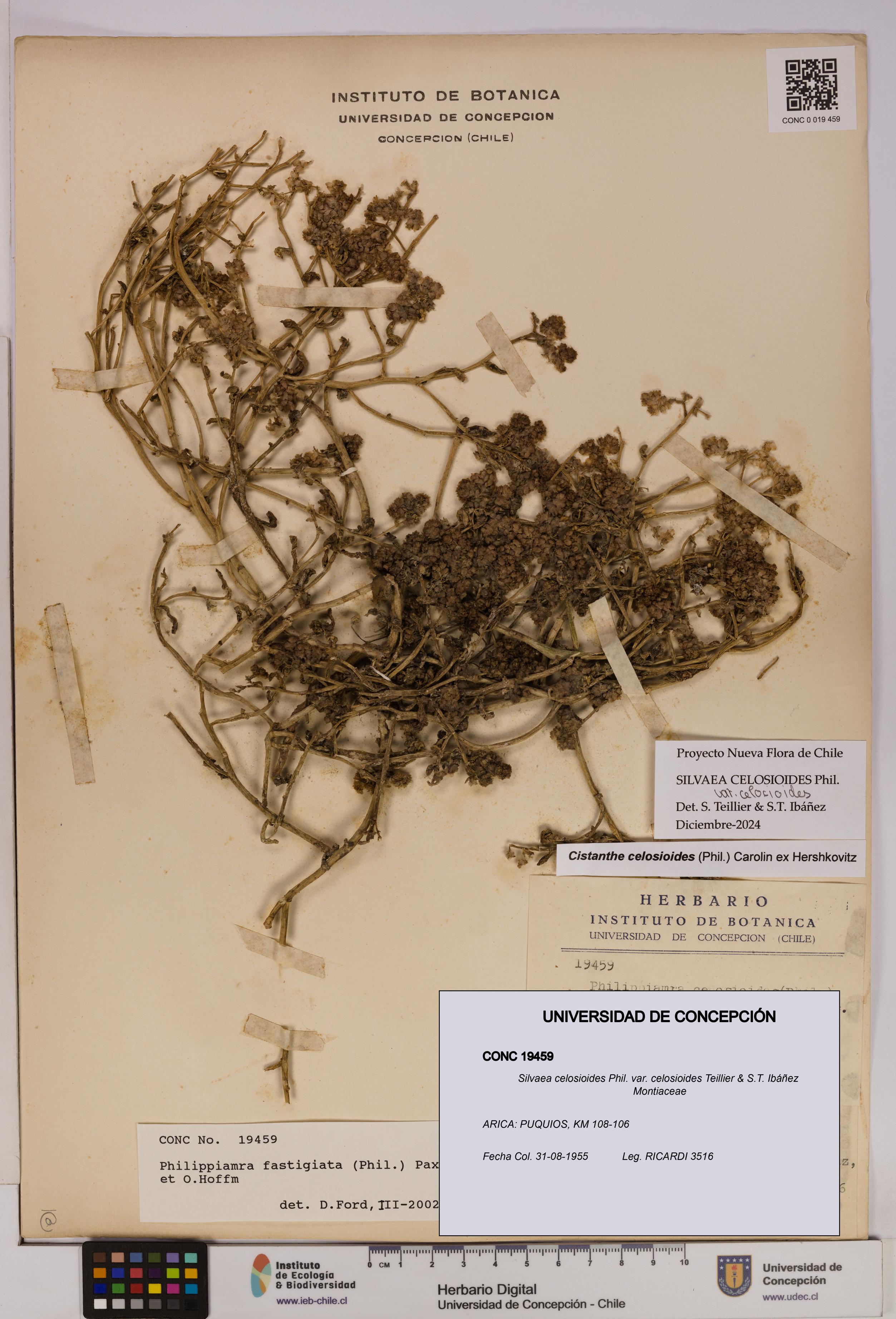 Silvaea celosioides var. celosioides [Espécimen: UDEC:CONC:0019459]
