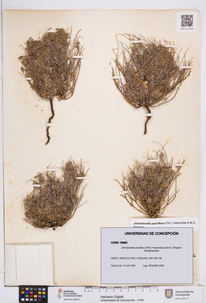 Johnstonella parviflora [Espécimen: ]