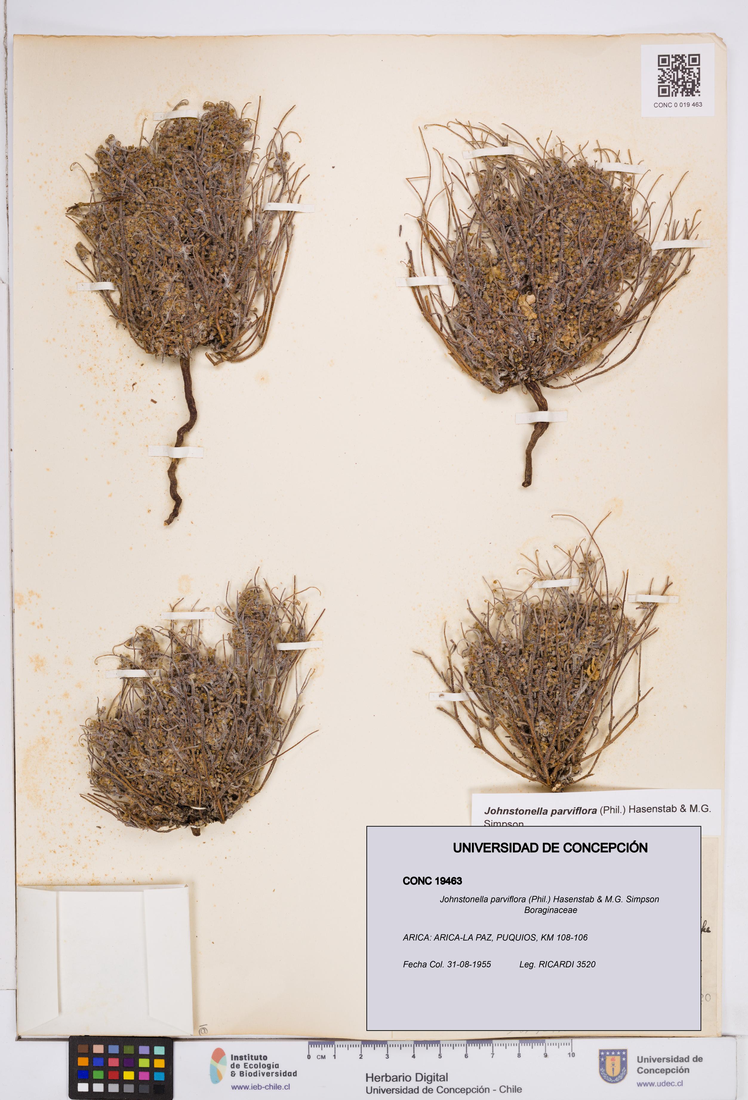 Johnstonella parviflora [Espécimen: ]
