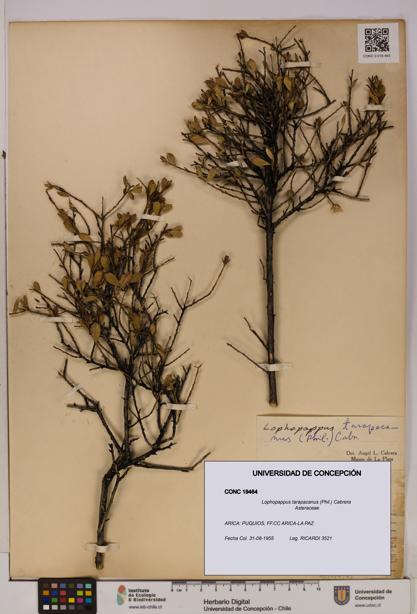 Lophopappus tarapacanus [Espécimen: UDEC:CONC:0019464]