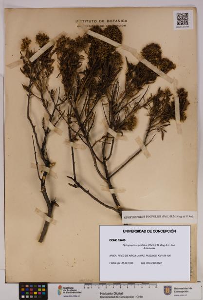 Ophryosporus pinifolius [Espécimen: UDEC:CONC:0019465]