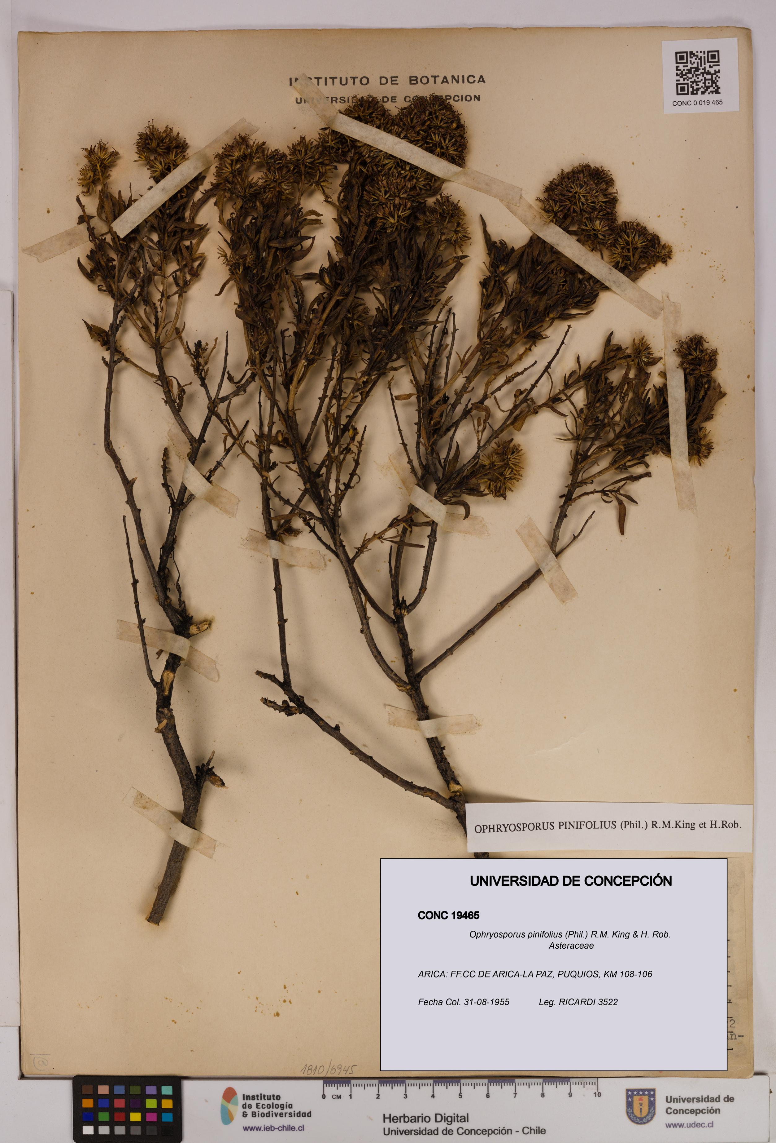 Ophryosporus pinifolius [Espécimen: UDEC:CONC:0019465]