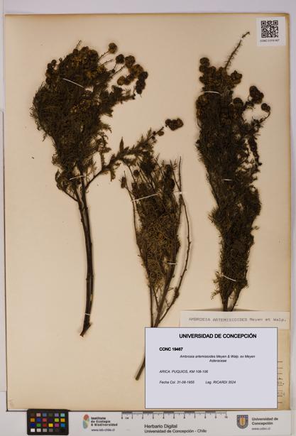 Ambrosia artemisioides [Espécimen: UDEC:CONC:0019467]
