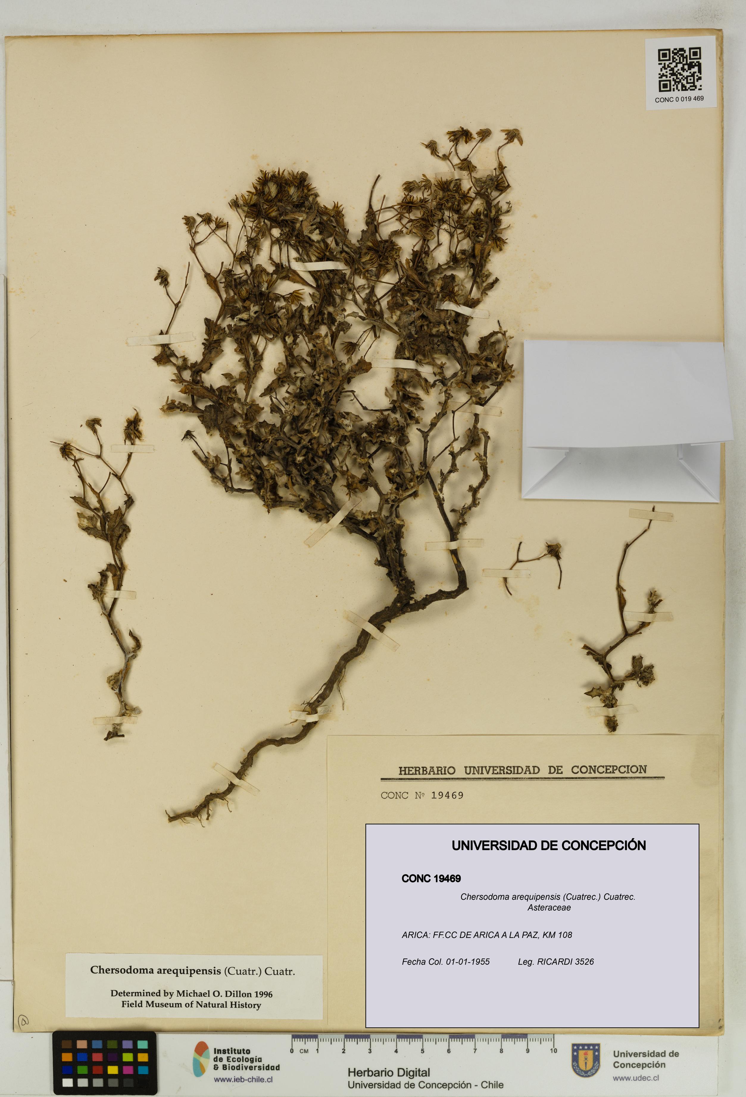 Chersodoma arequipensis [Espécimen: UDEC:CONC:0019469]