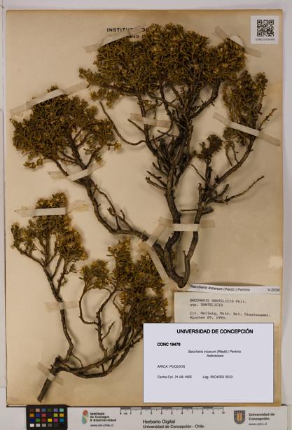 Baccharis incarum [Espécimen: UDEC:CONC:0019476]