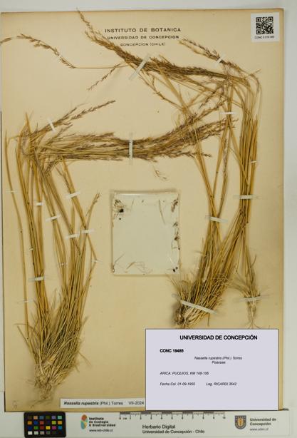Nassella rupestris [Espécimen: UDEC:CONC:0019485]