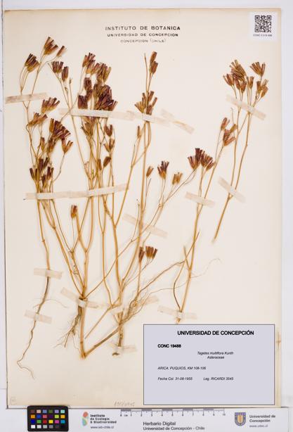 Tagetes multiflora [Espécimen: ]