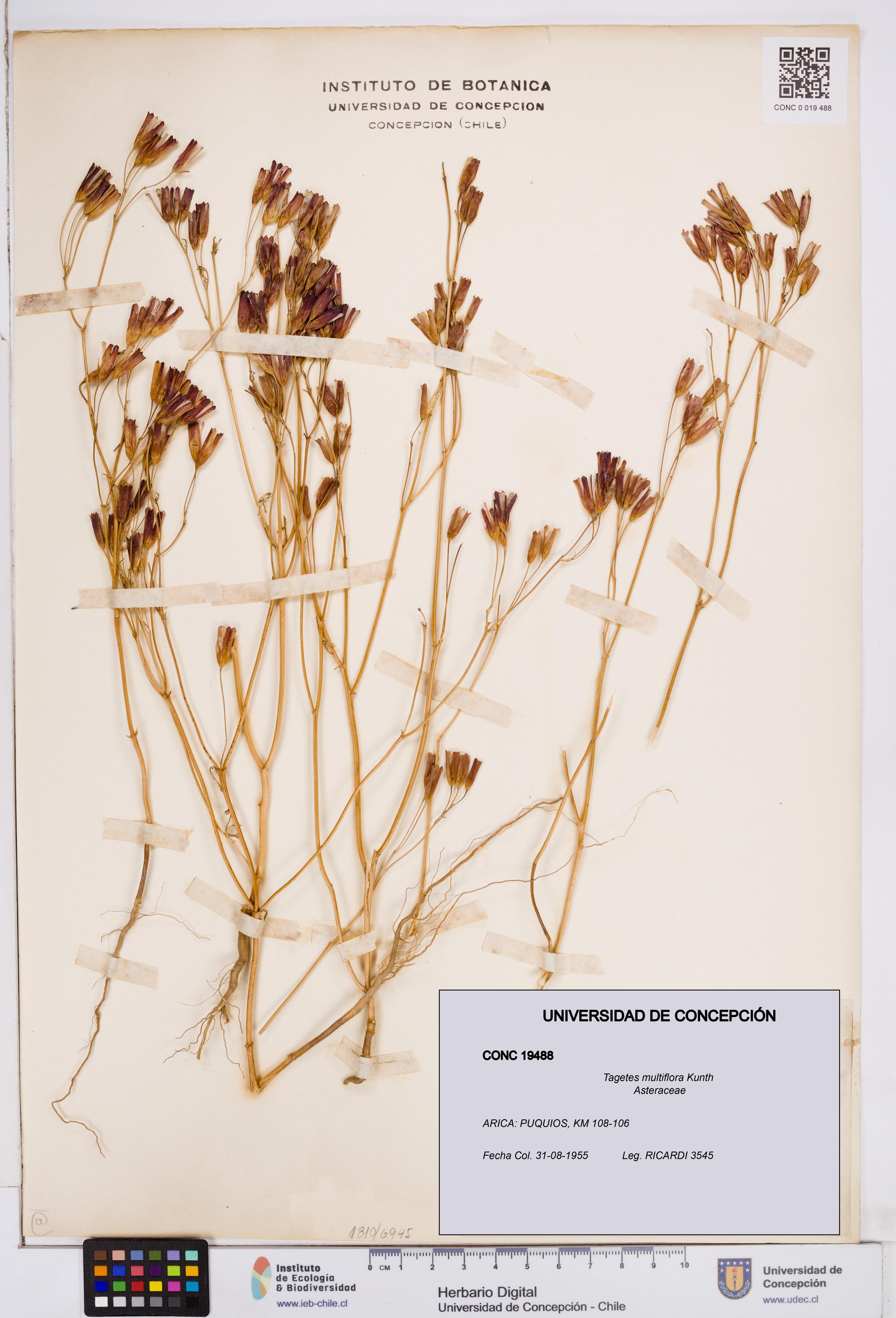 Tagetes multiflora [Espécimen: ]