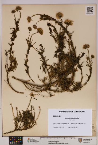 Diplostephium meyenii [Espécimen: UDEC:CONC:0019494]