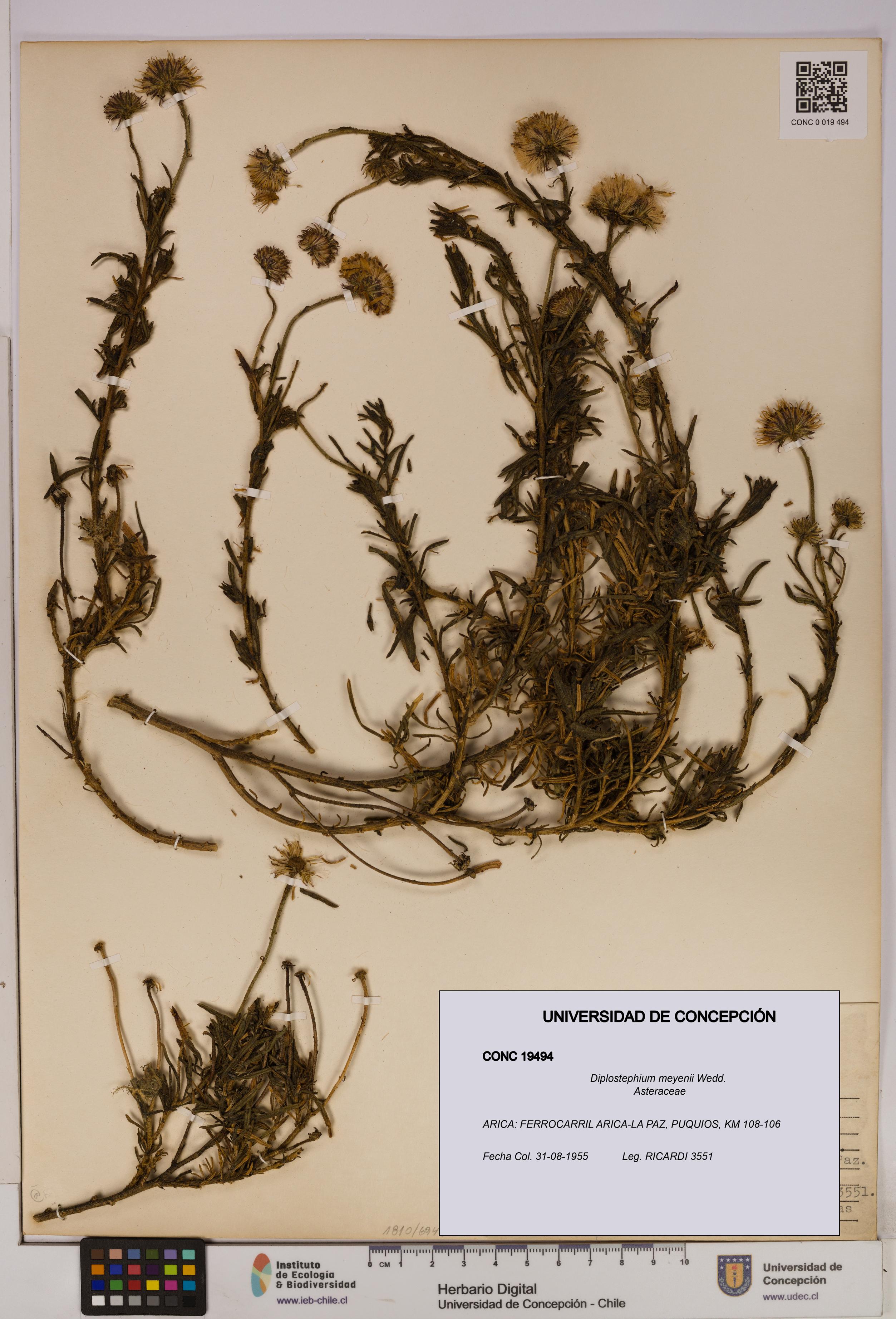 Diplostephium meyenii [Espécimen: UDEC:CONC:0019494]