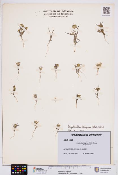 Cryptantha filaginea [Espécimen: ]