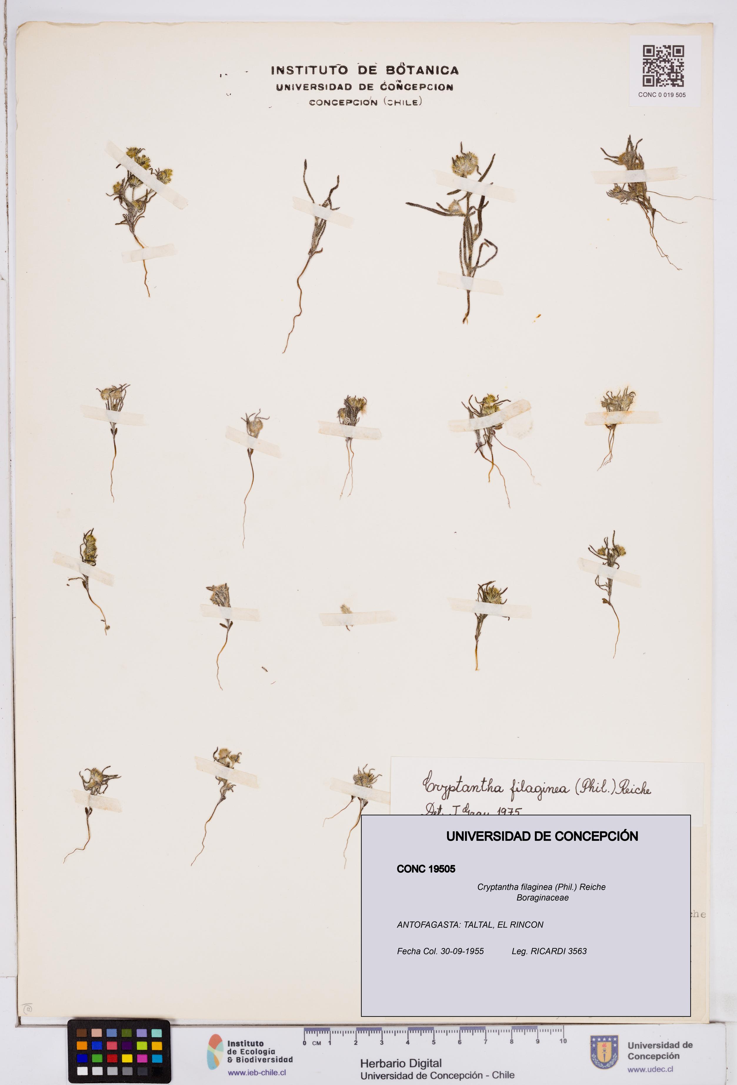 Cryptantha filaginea [Espécimen: ]