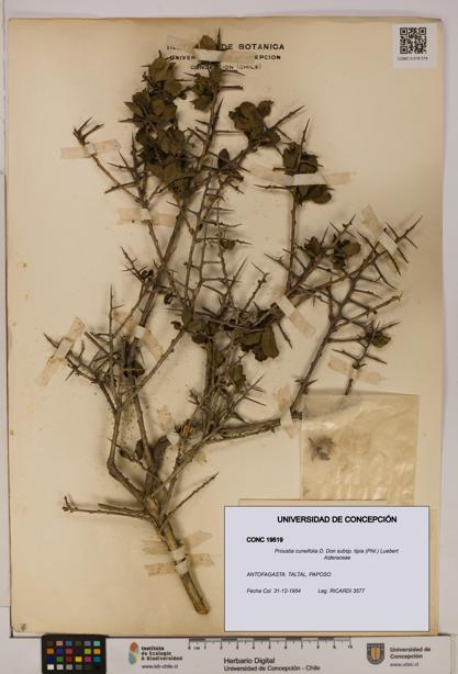 Proustia cuneifolia [Espécimen: UDEC:CONC:0019519]