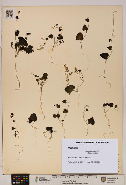 Dioscorea tenella [Espécimen: ]