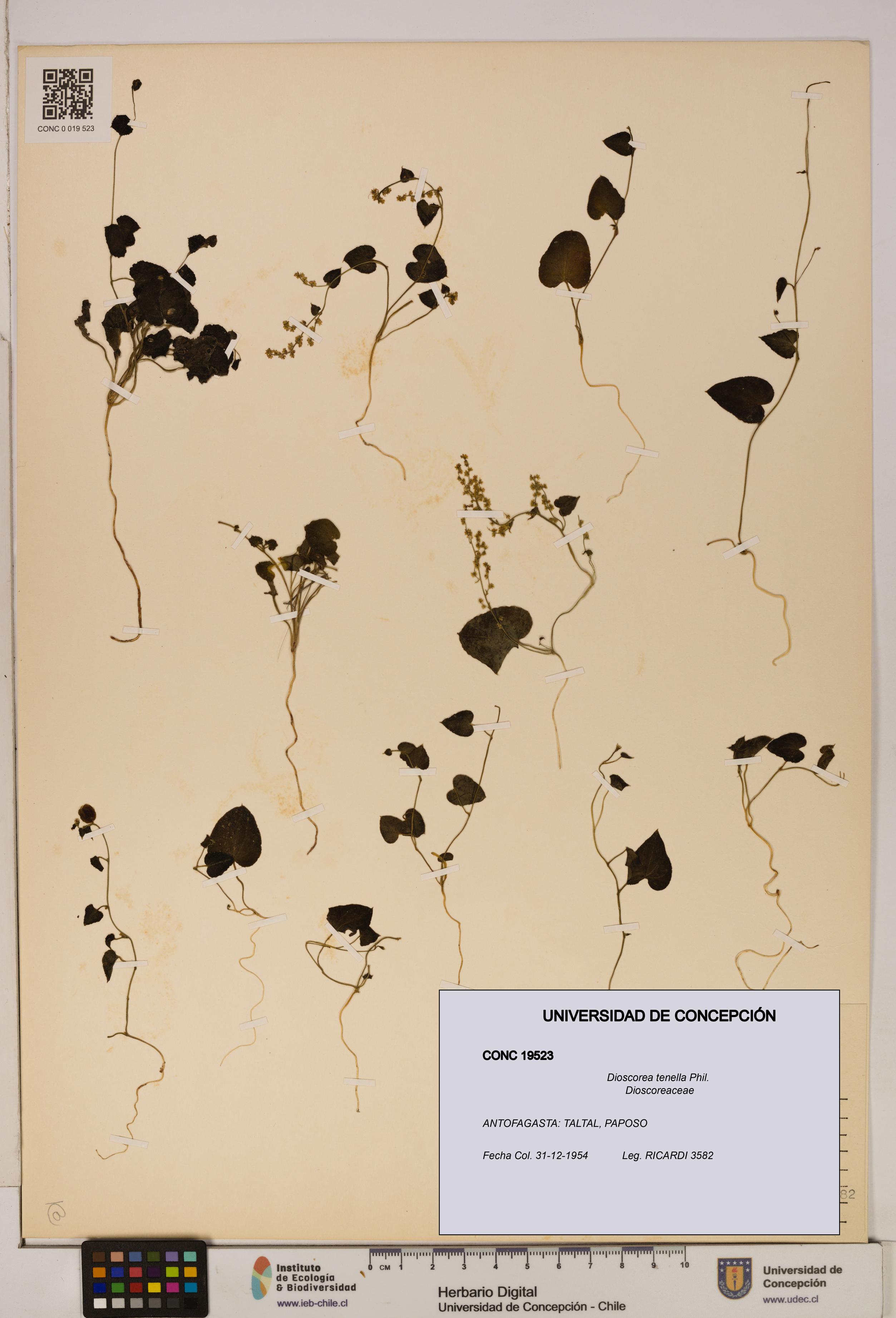 Dioscorea tenella [Espécimen: ]