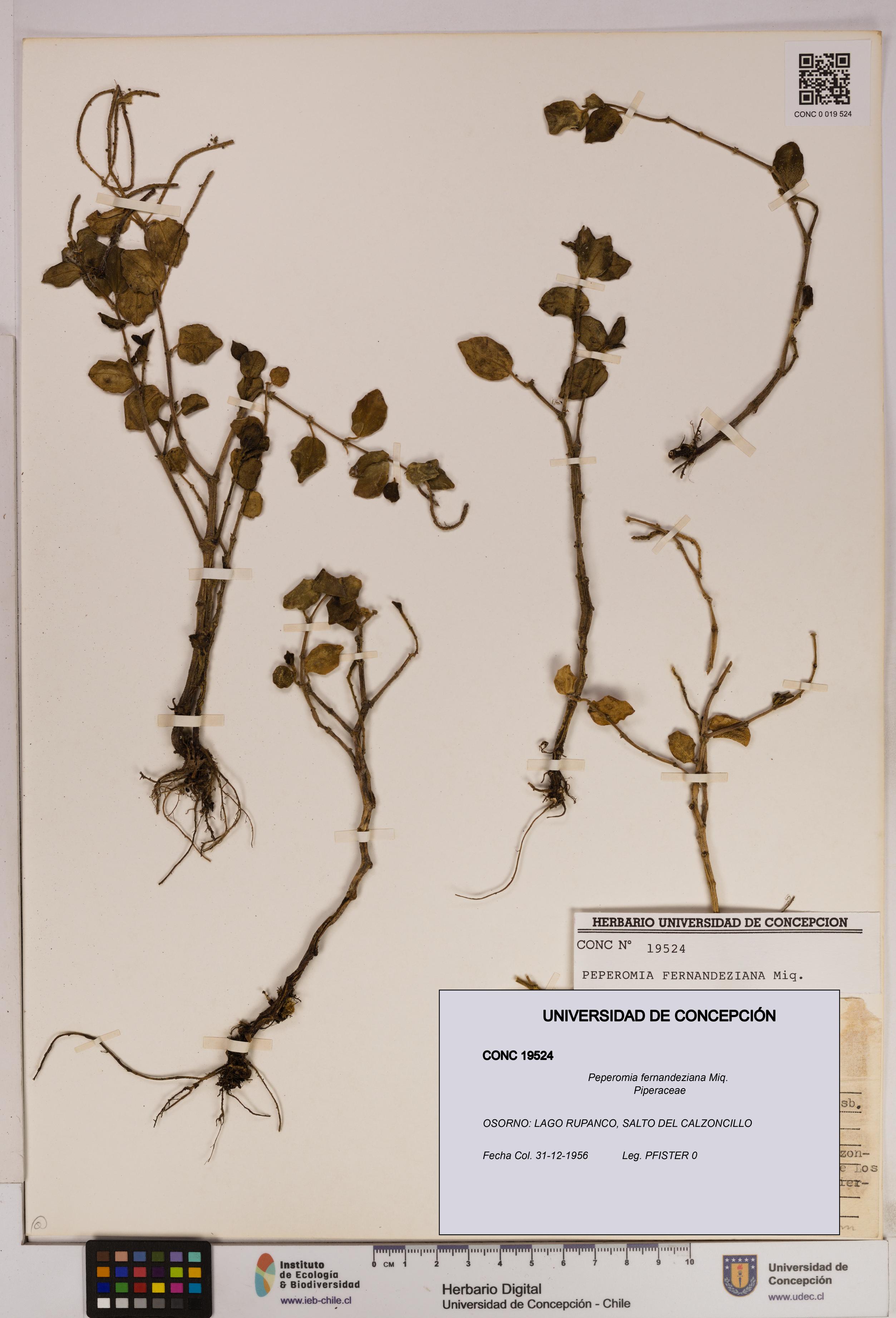 Peperomia fernandeziana [Espécimen: UDEC:CONC:0019524]