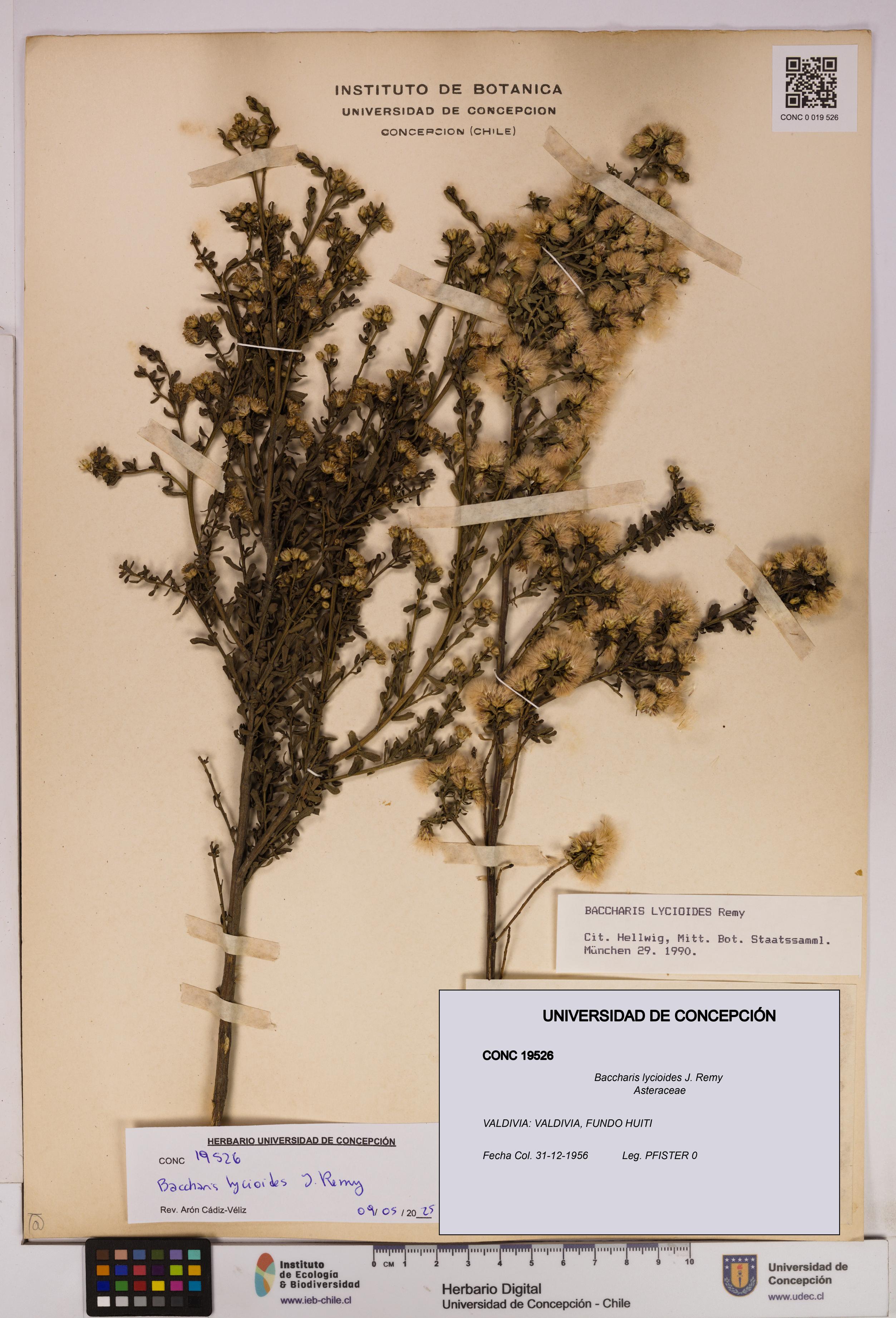 Baccharis lycioides [Espécimen: UDEC:CONC:0019526]