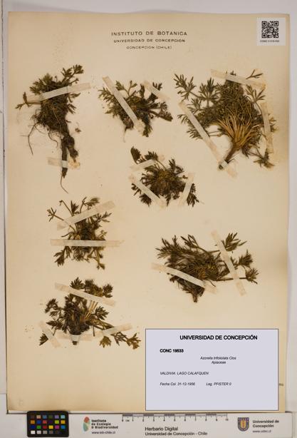 Azorella trifoliolata [Espécimen: ]