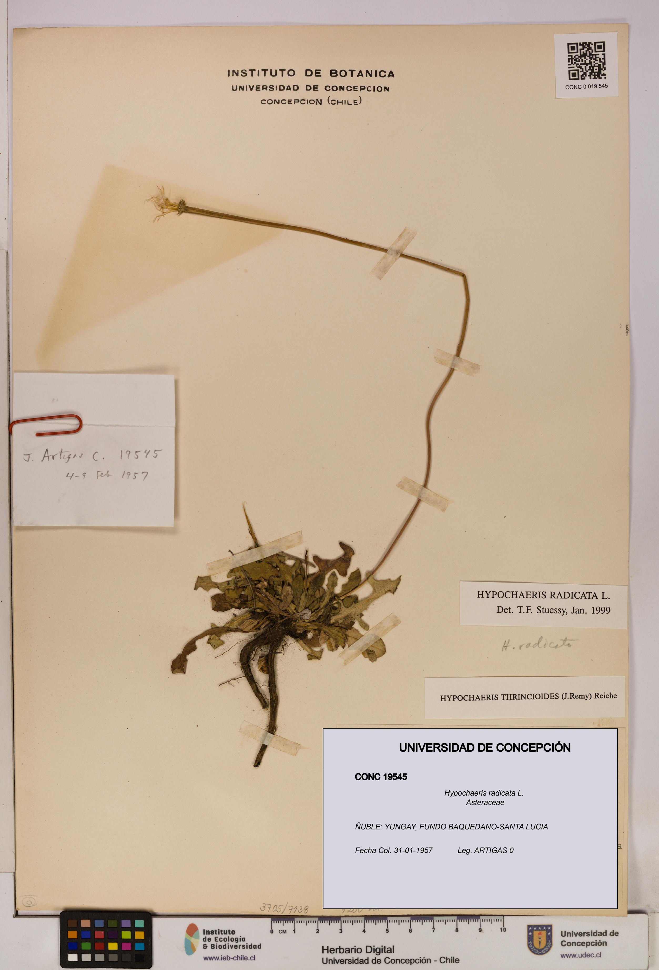 Hypochaeris radicata [Espécimen: UDEC:CONC:0019545]